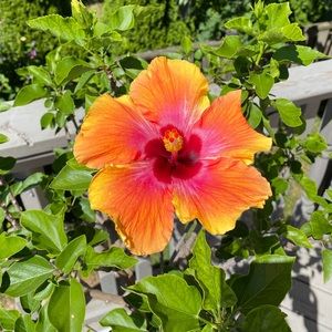 Meet your Posher, Abigail